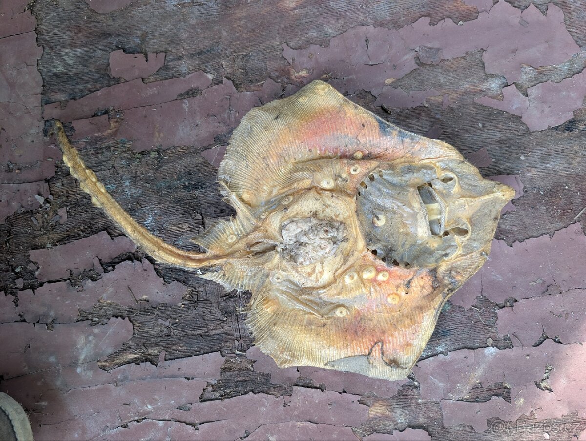 Vycpaniny trofeje - 13