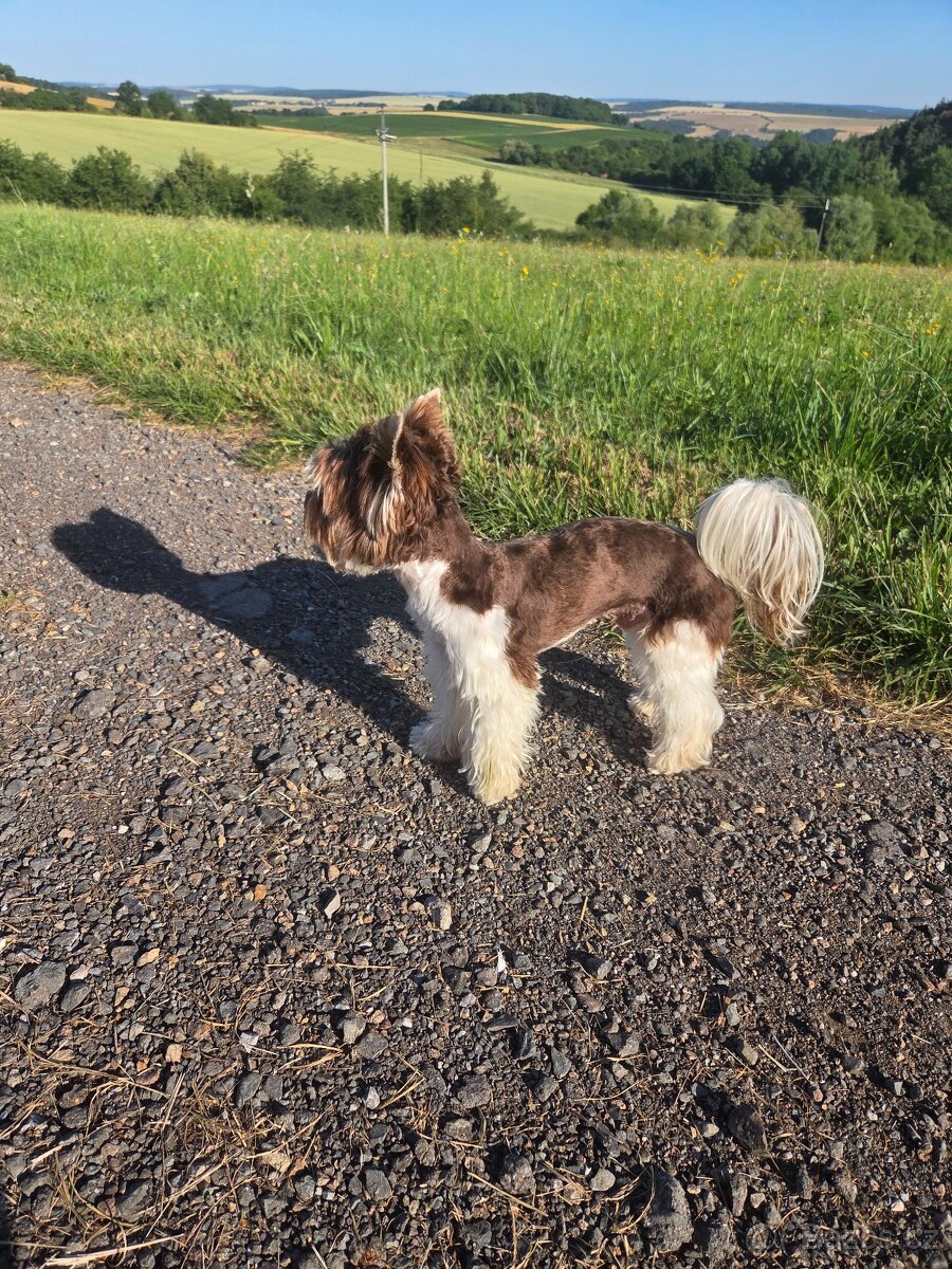 Yorkshire teriér s PP/ krytí - 13