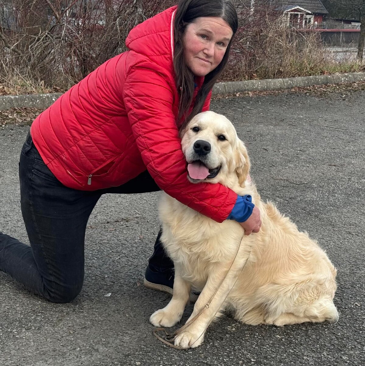 Štěňata zlatého retrívra - 13