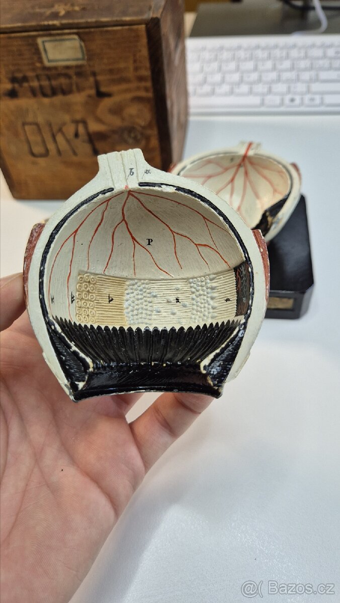 Starožitný model oka, Bock Steger, cca 1880 - 13