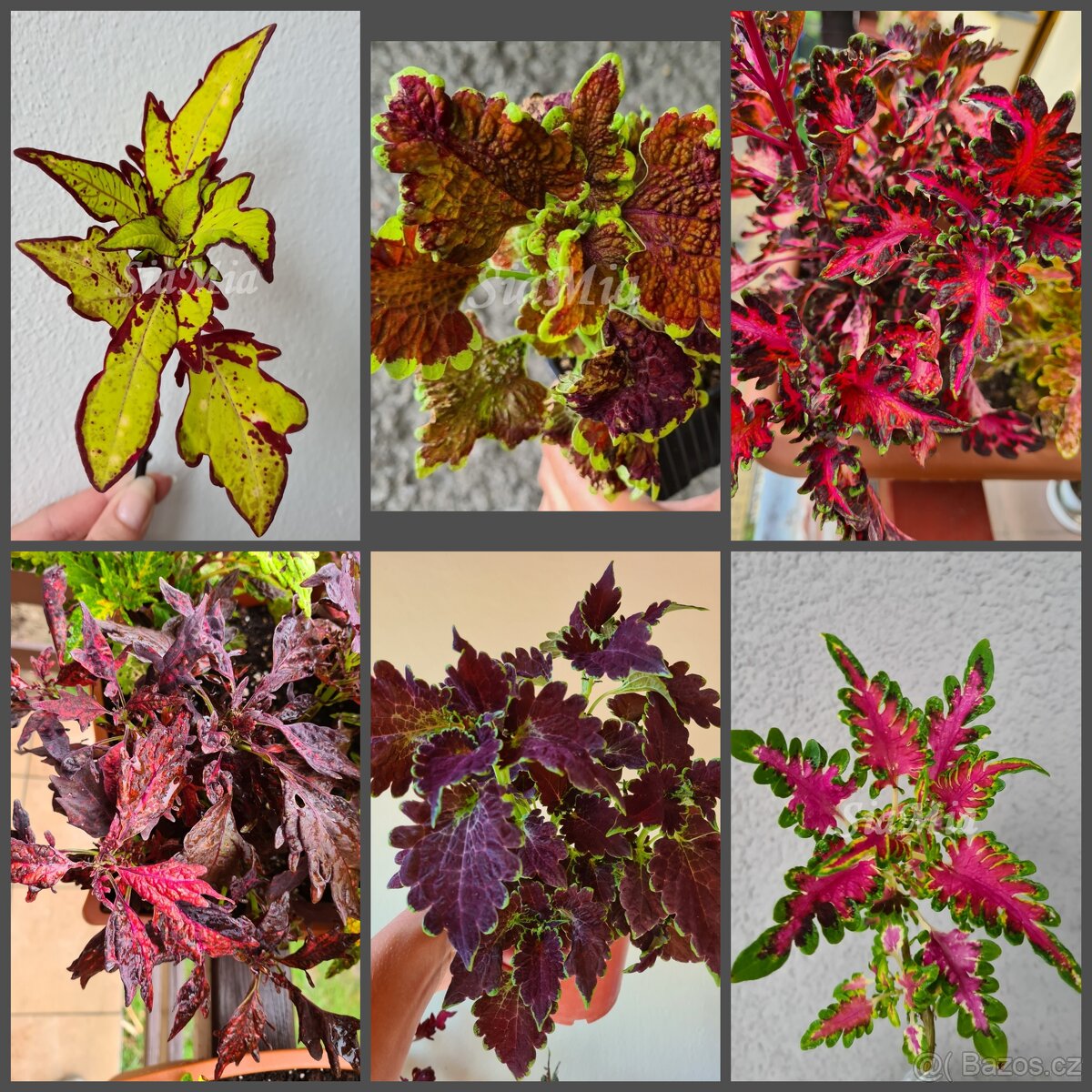 SEMENA Africká okrasná kopřiva Coleus - 13