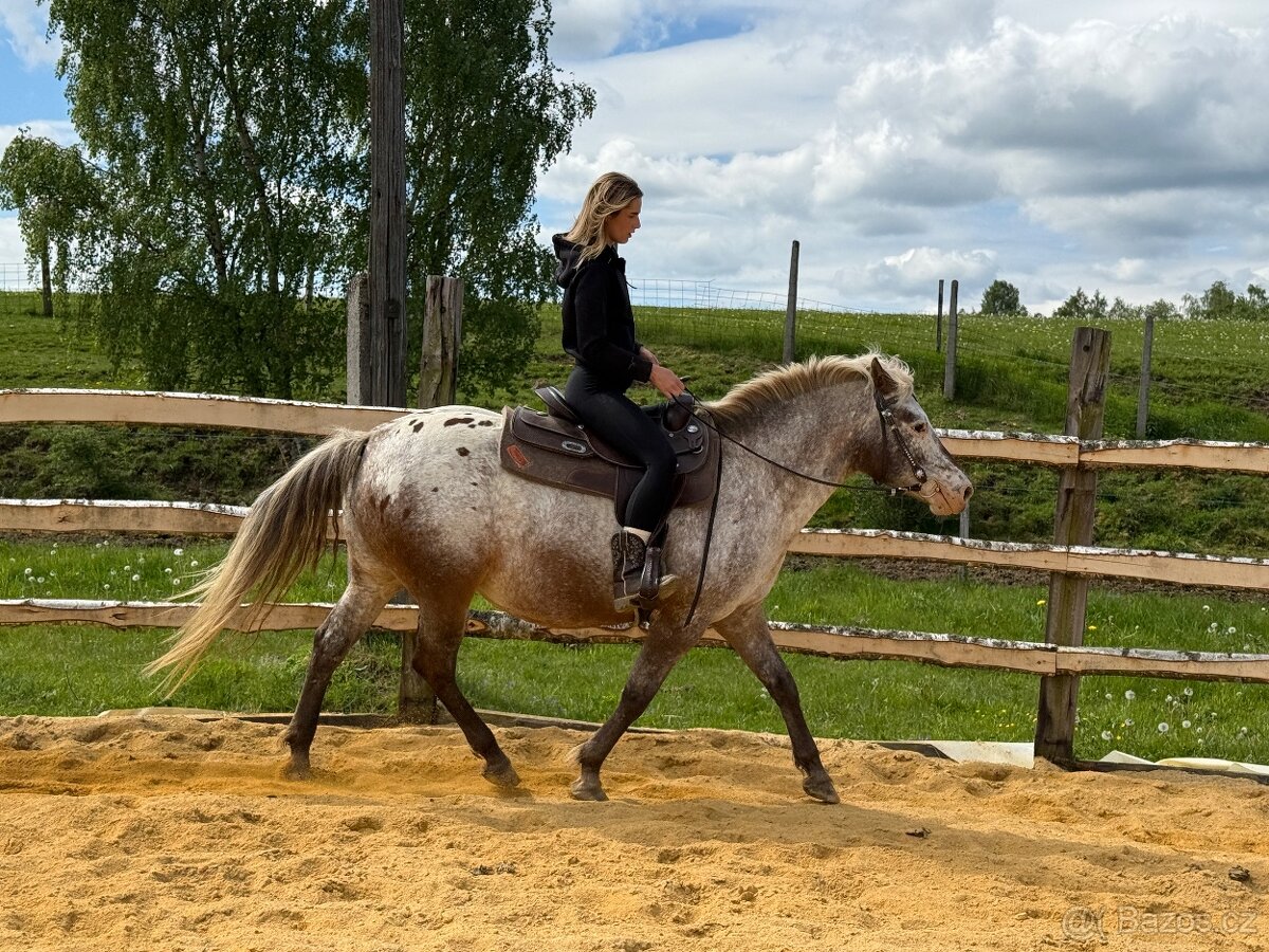 15 letá Appaloosa Pony - 13