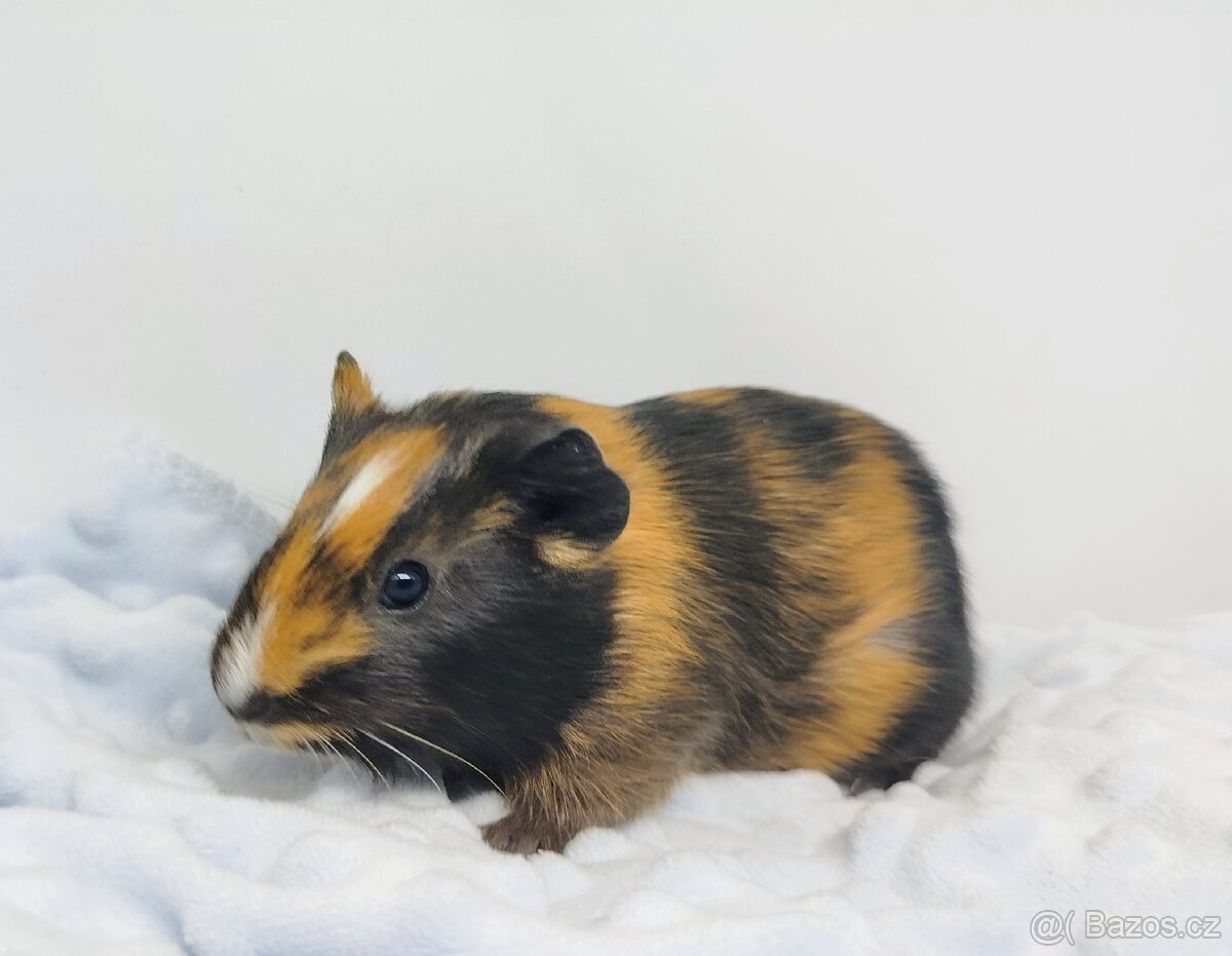 Morče, Morčata, Morčátko, Morčátka - SISI - 13