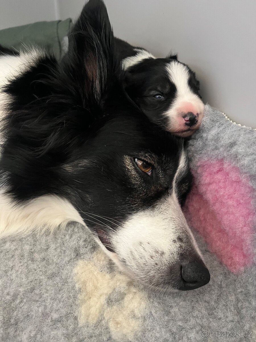 Štěňata border kolie s PP - 13