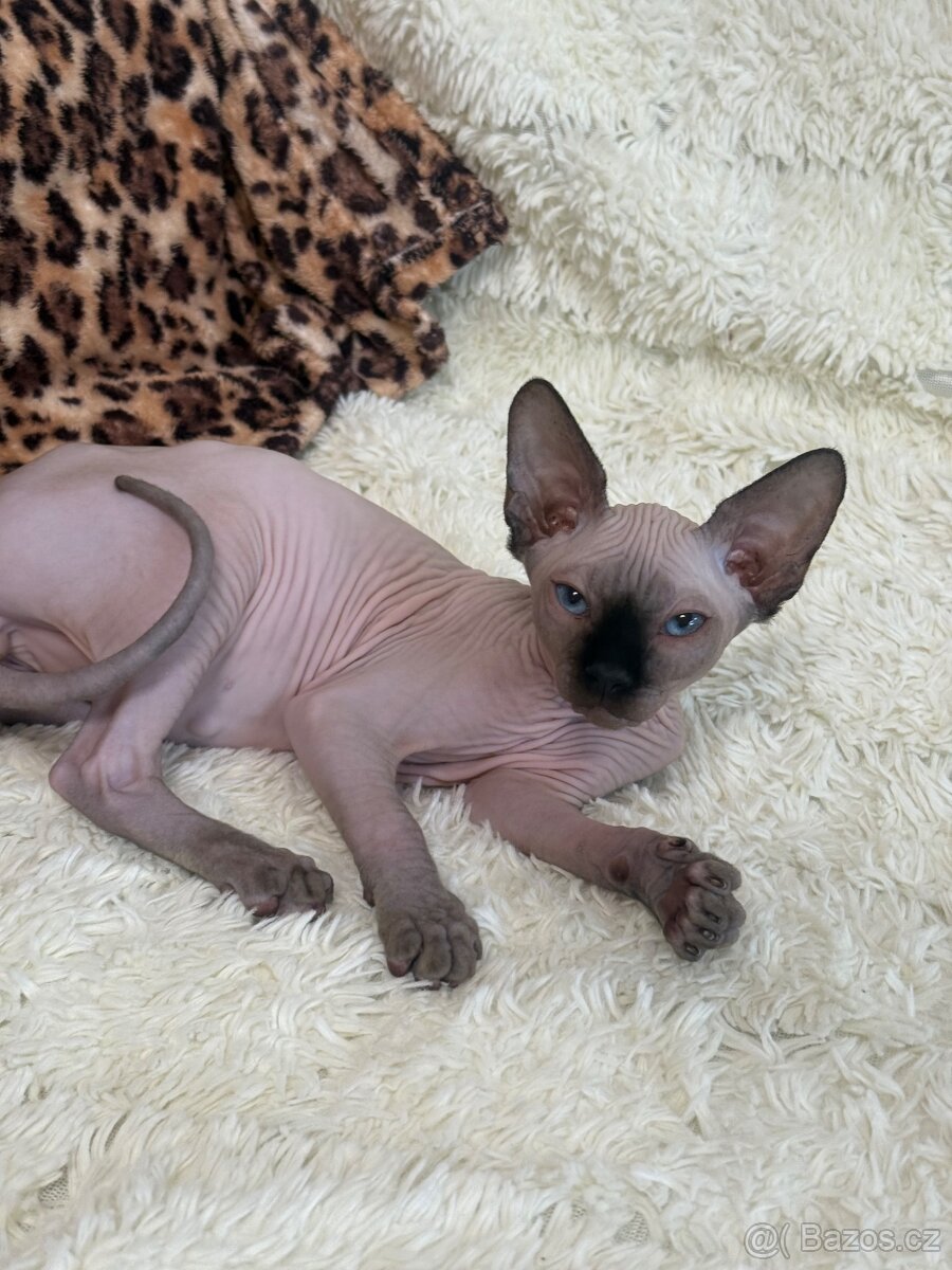 Kanadský sphynx - 13
