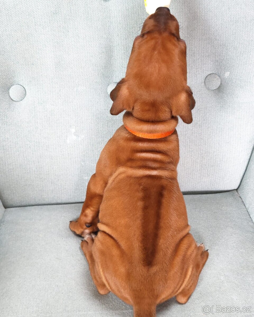 Rhodéský ridgeback s PP - 13