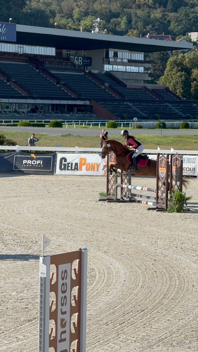 WPBR kobyla i pro začátečníky - 13