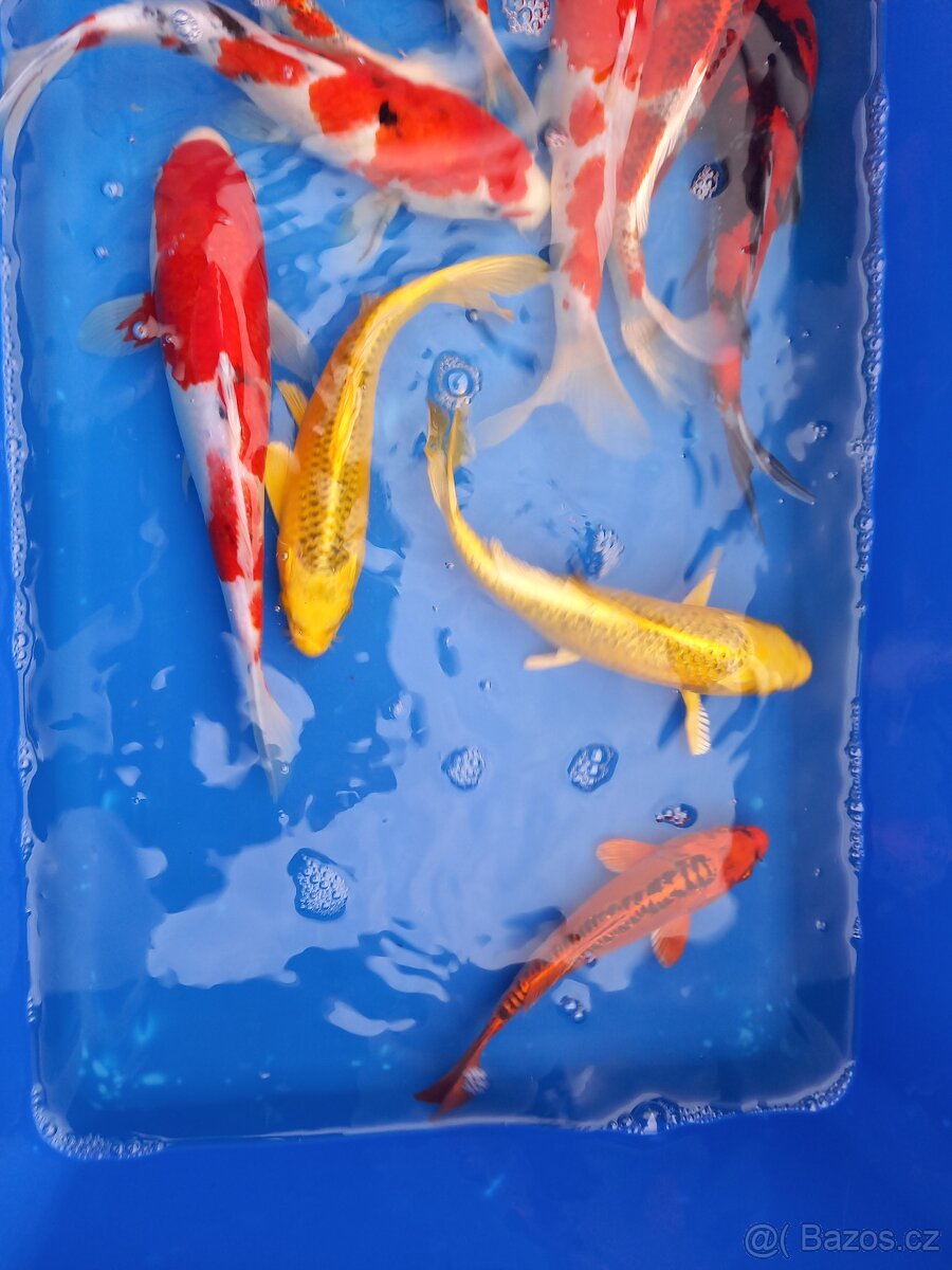 Koi kapr originál - 13