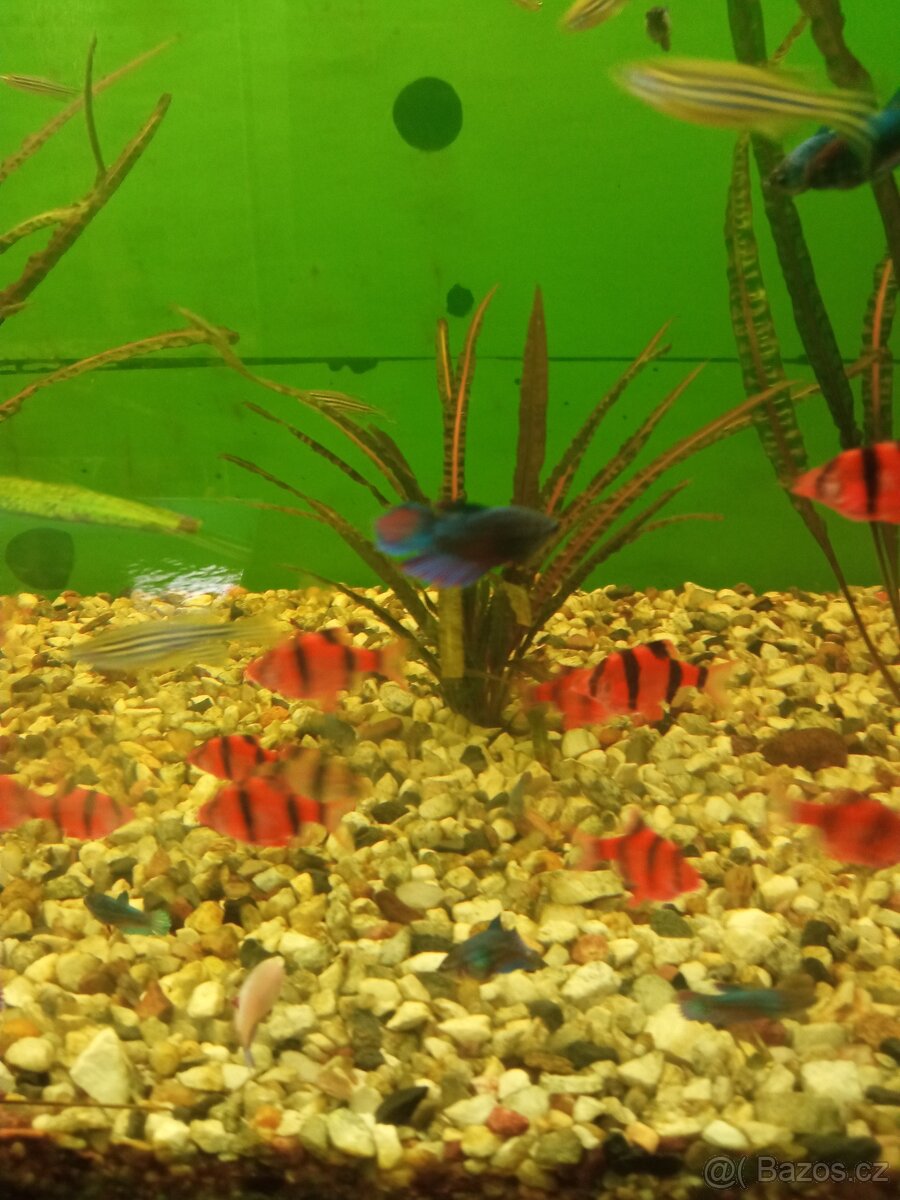 akvarijní rybičky prodej ze dvora - 13
