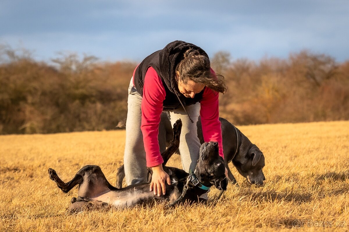 Louisiánský leopardí pes s PP - 13