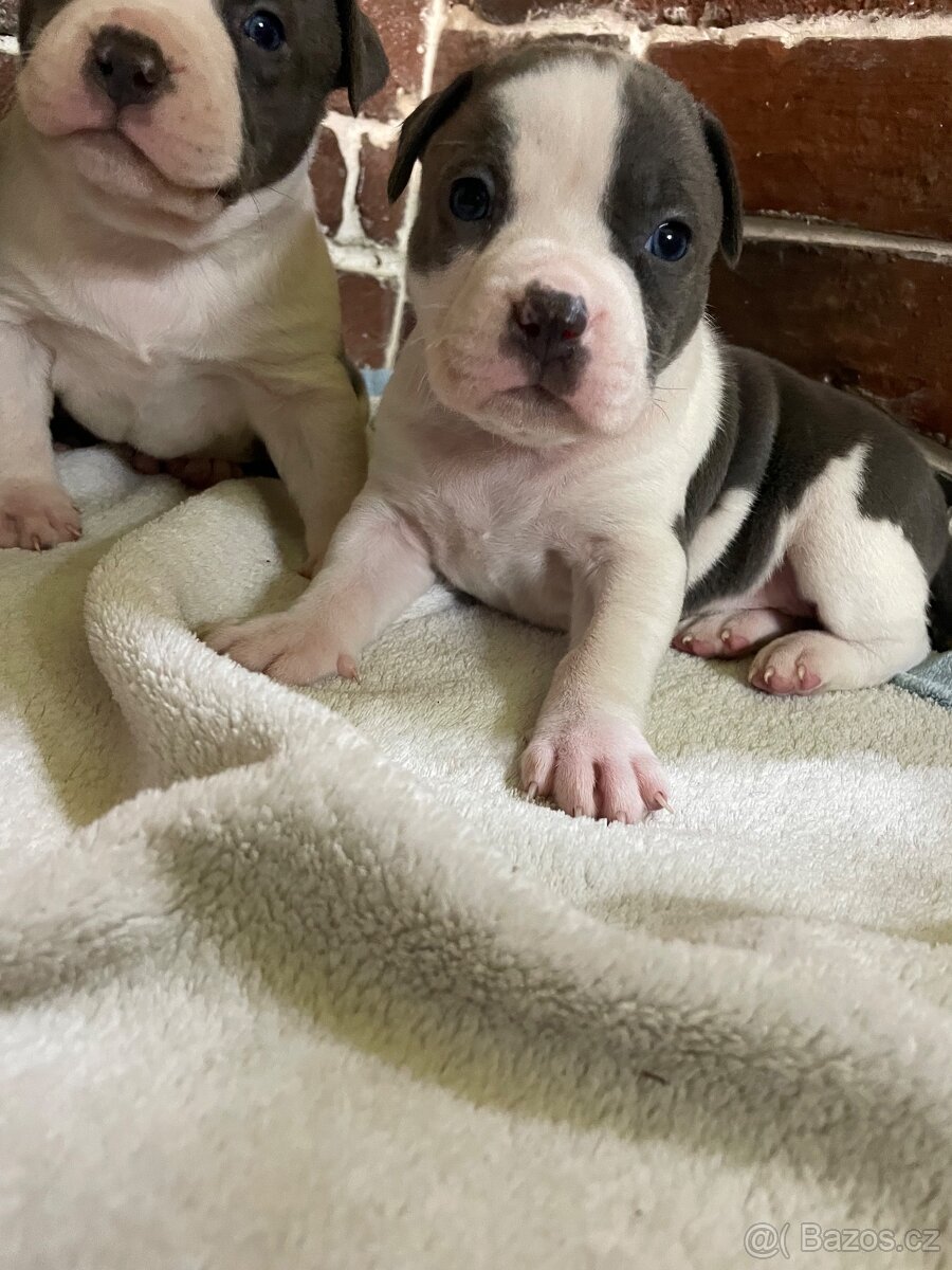 Americký stafordšírsky teriér - 13