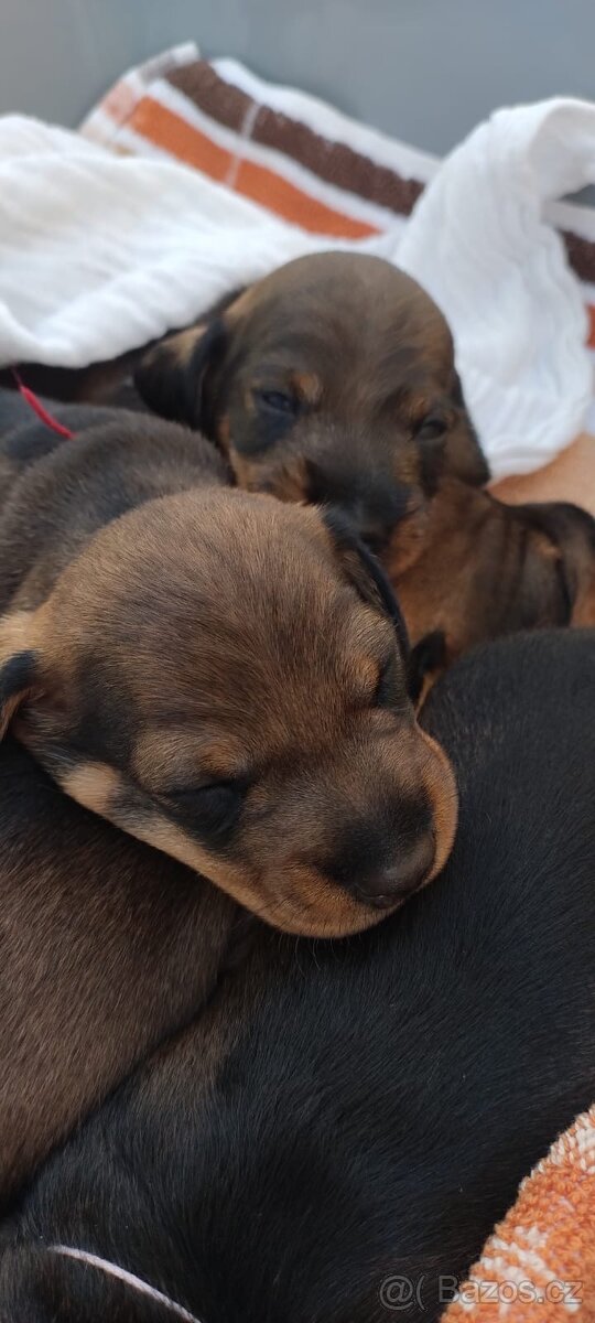 Jezevčík drsnosrstý - 13