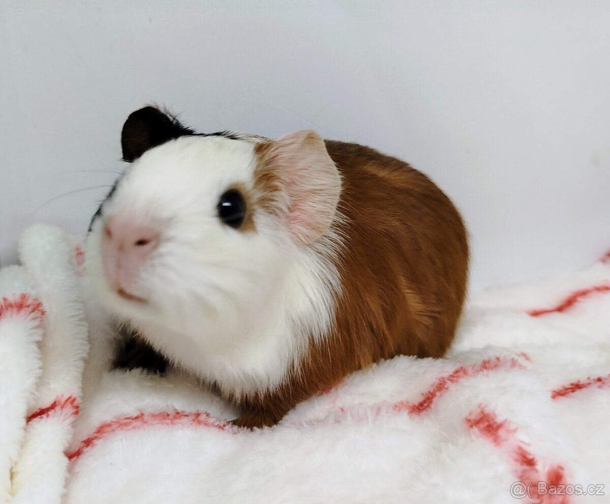 Morče, Morčata, Morčátko - TAMI A TERRY - 13