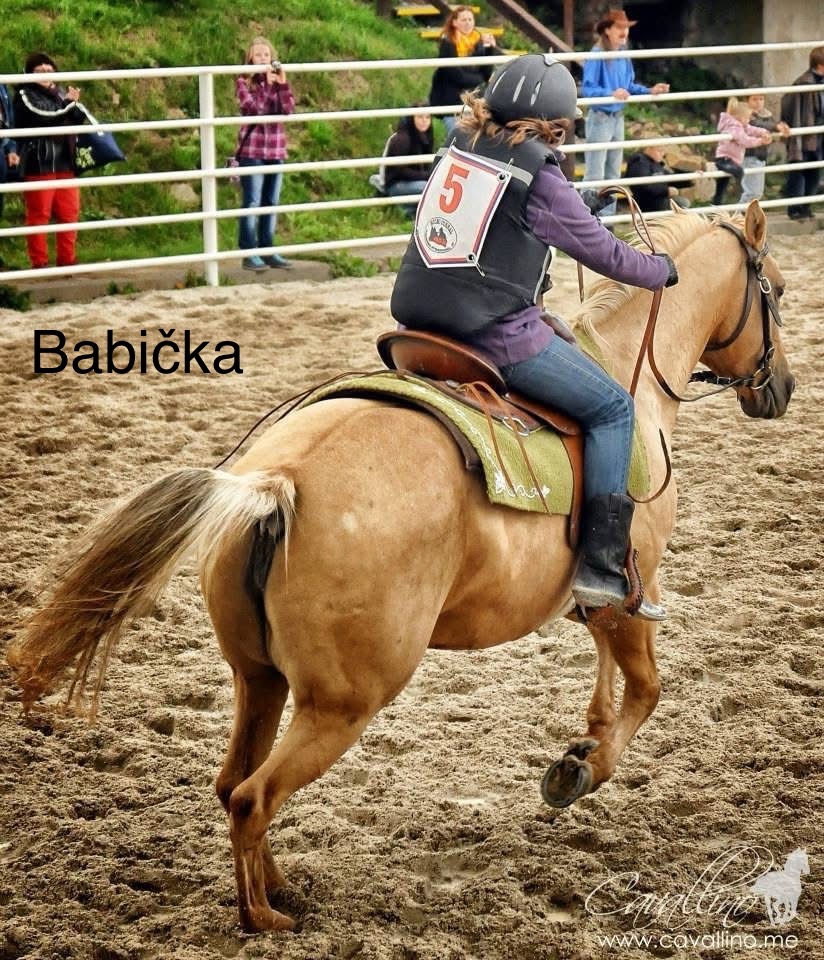 AQH hřebeček JoJo - 13