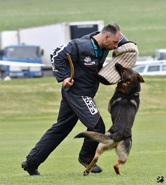 Německý ovčák štěnata s PP - 13