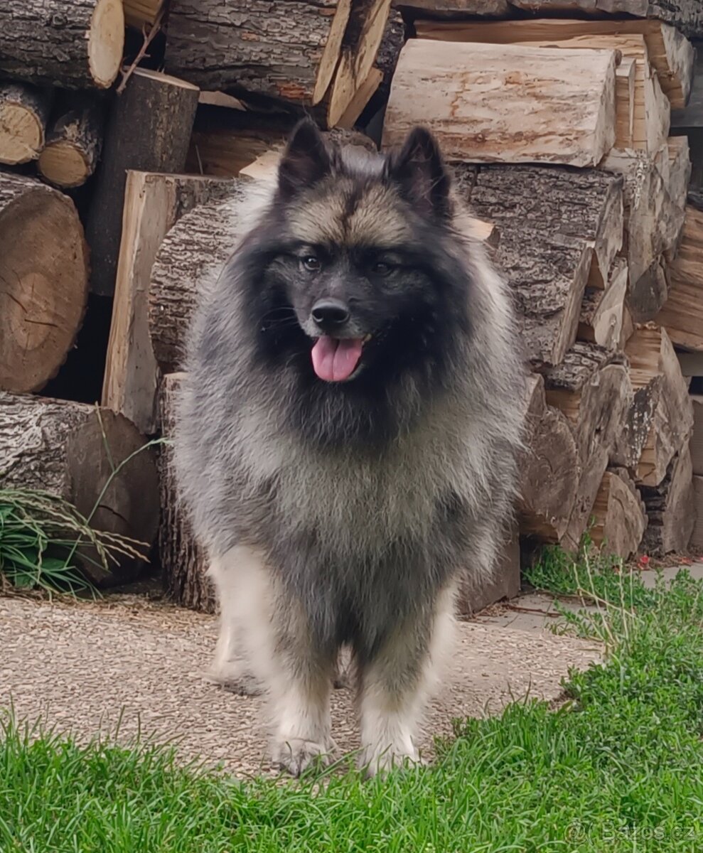 Německý špic vlčí prodám štěňata s PP - hlídač a společník - 13