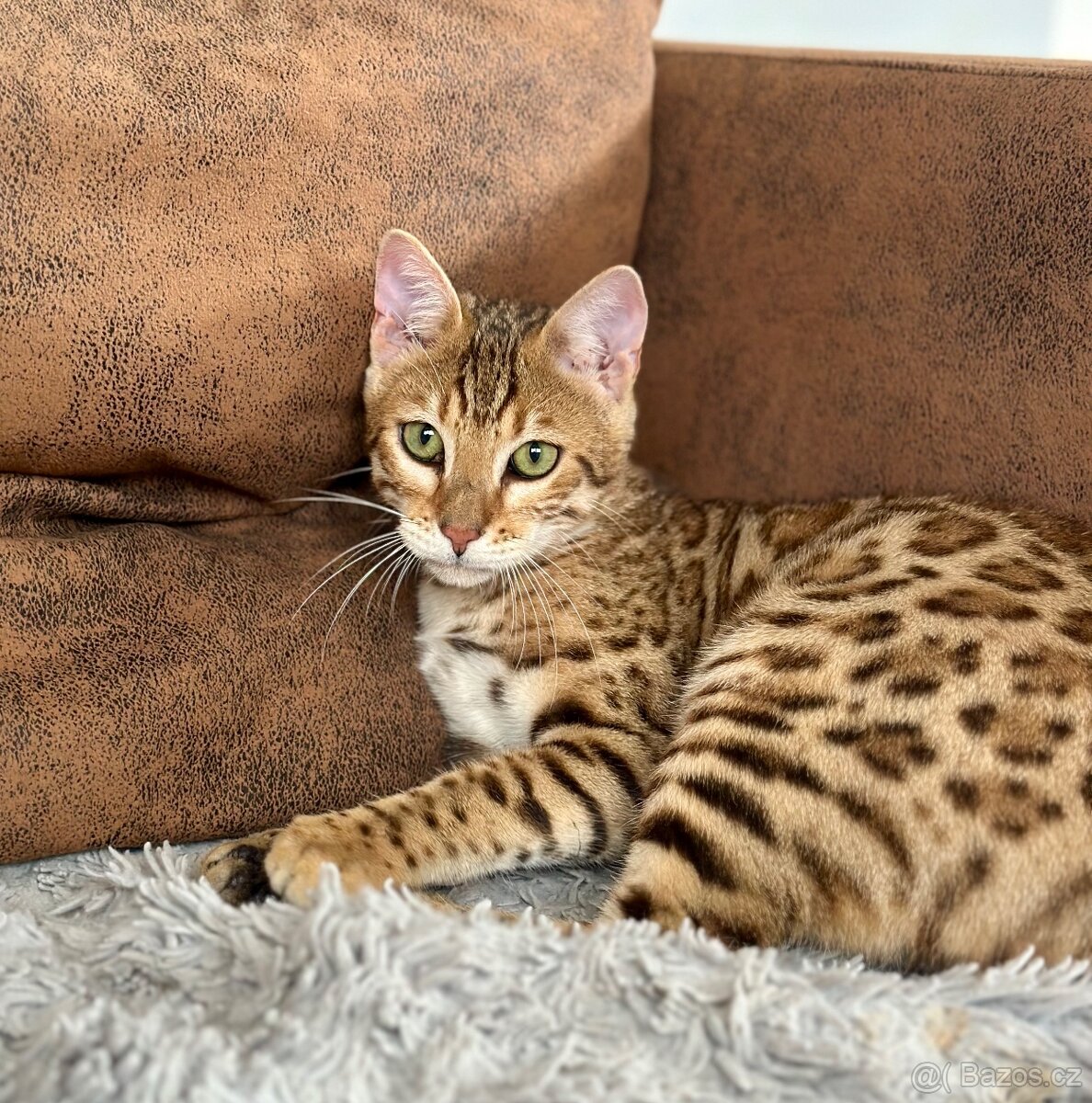 Bengálská kočka s PP - 13