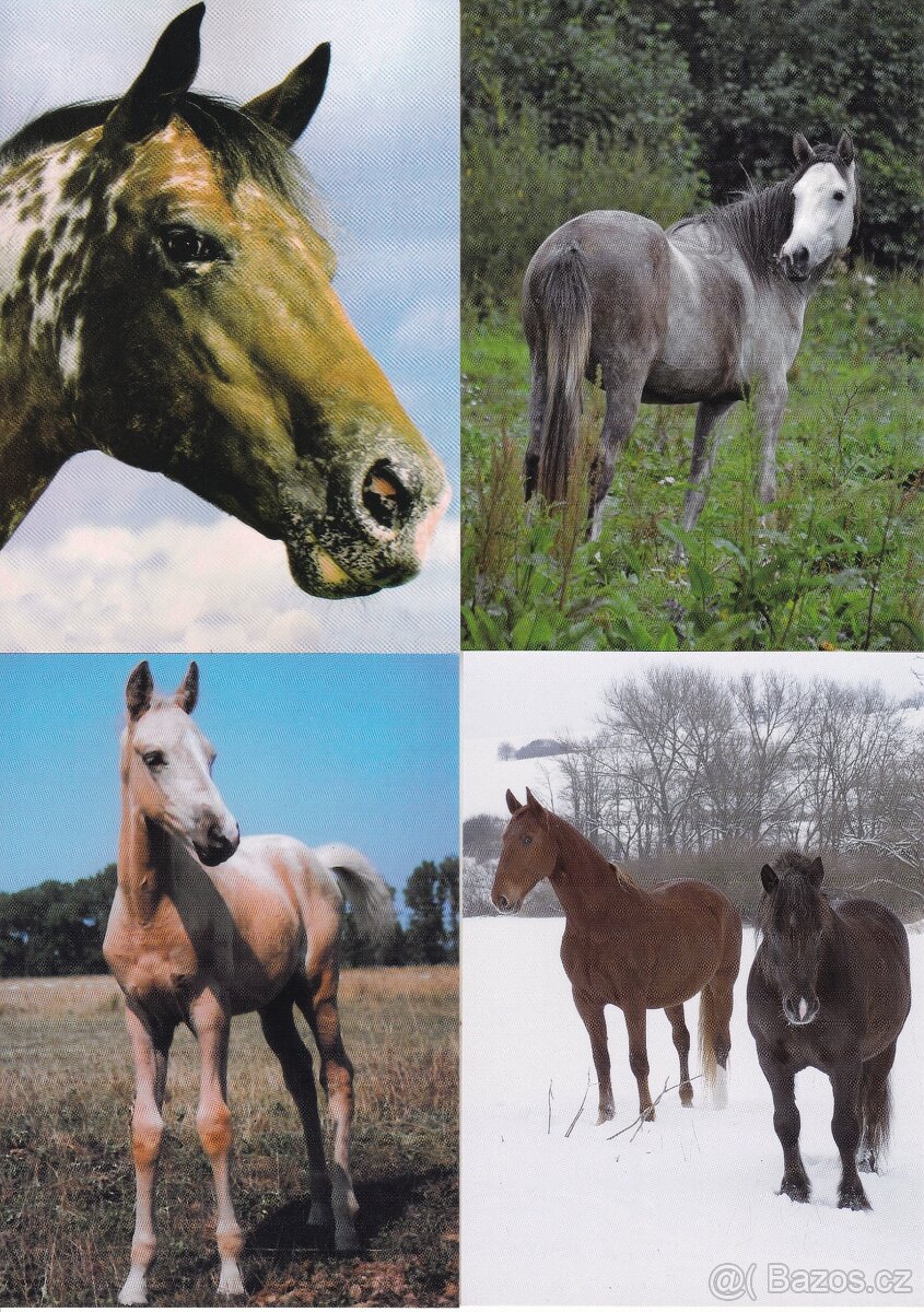 pohlednice zvířat - 13