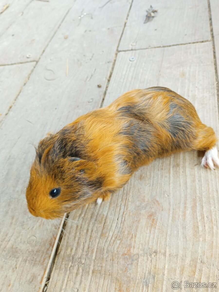 Morčata - samečci - 13