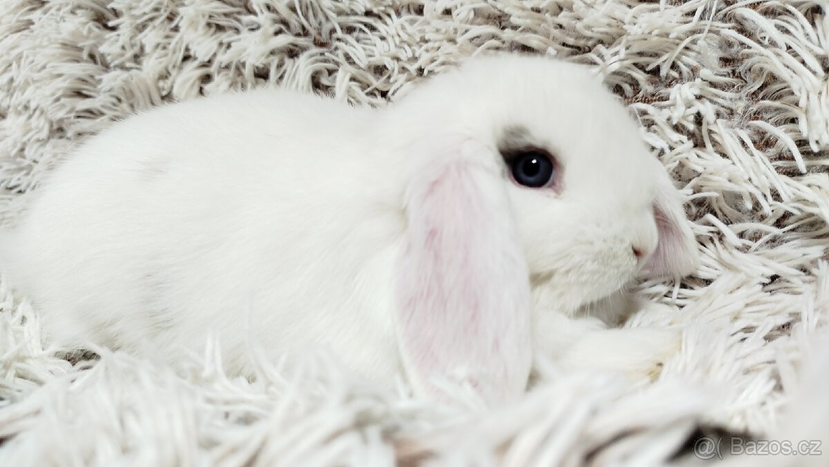 Zakrslý beránek, králíček, králík - FILIP - 13