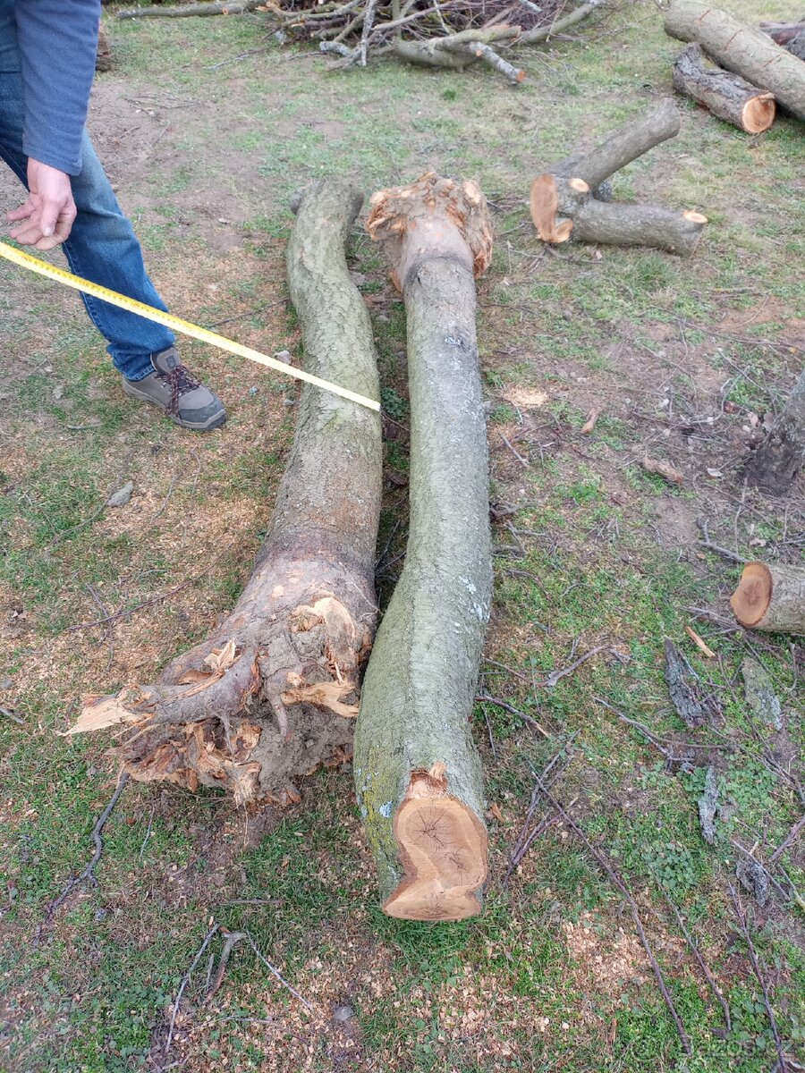 Dřevo, kulí, kmen Trnka, meruňka - 13