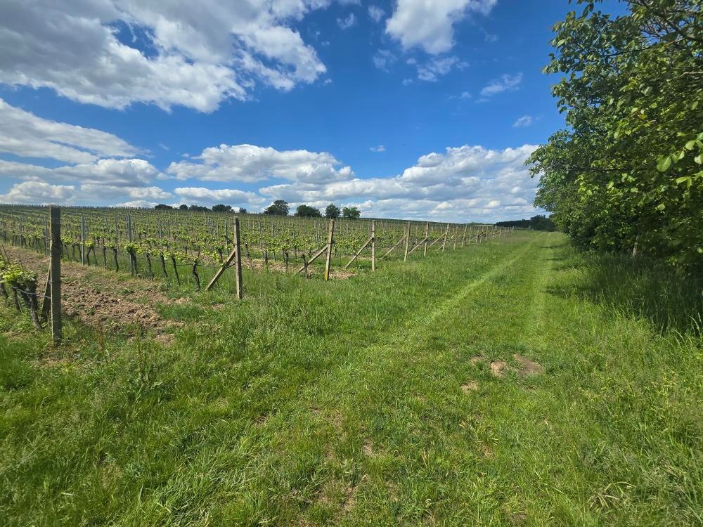 Prodej vinice a orné půdy Ivaň 4 942 m² - 13