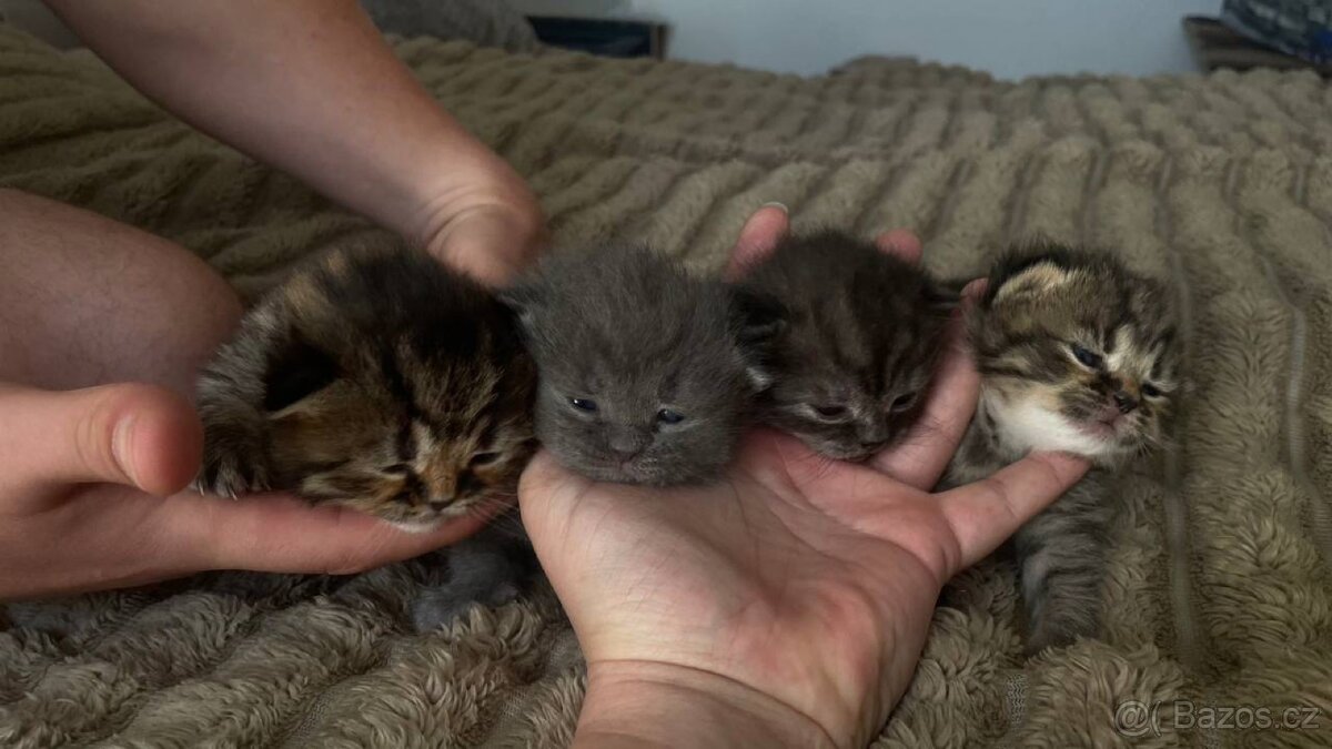 Britské koťátka whiskas - 13