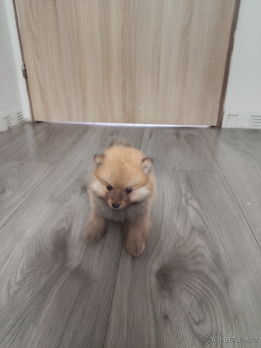 Pomeranian - 13