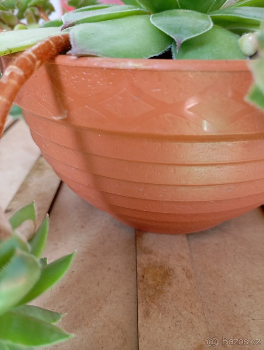 sazenice netřesků 5kč za kus,držáky na truhlíky,ačokča semen - 13