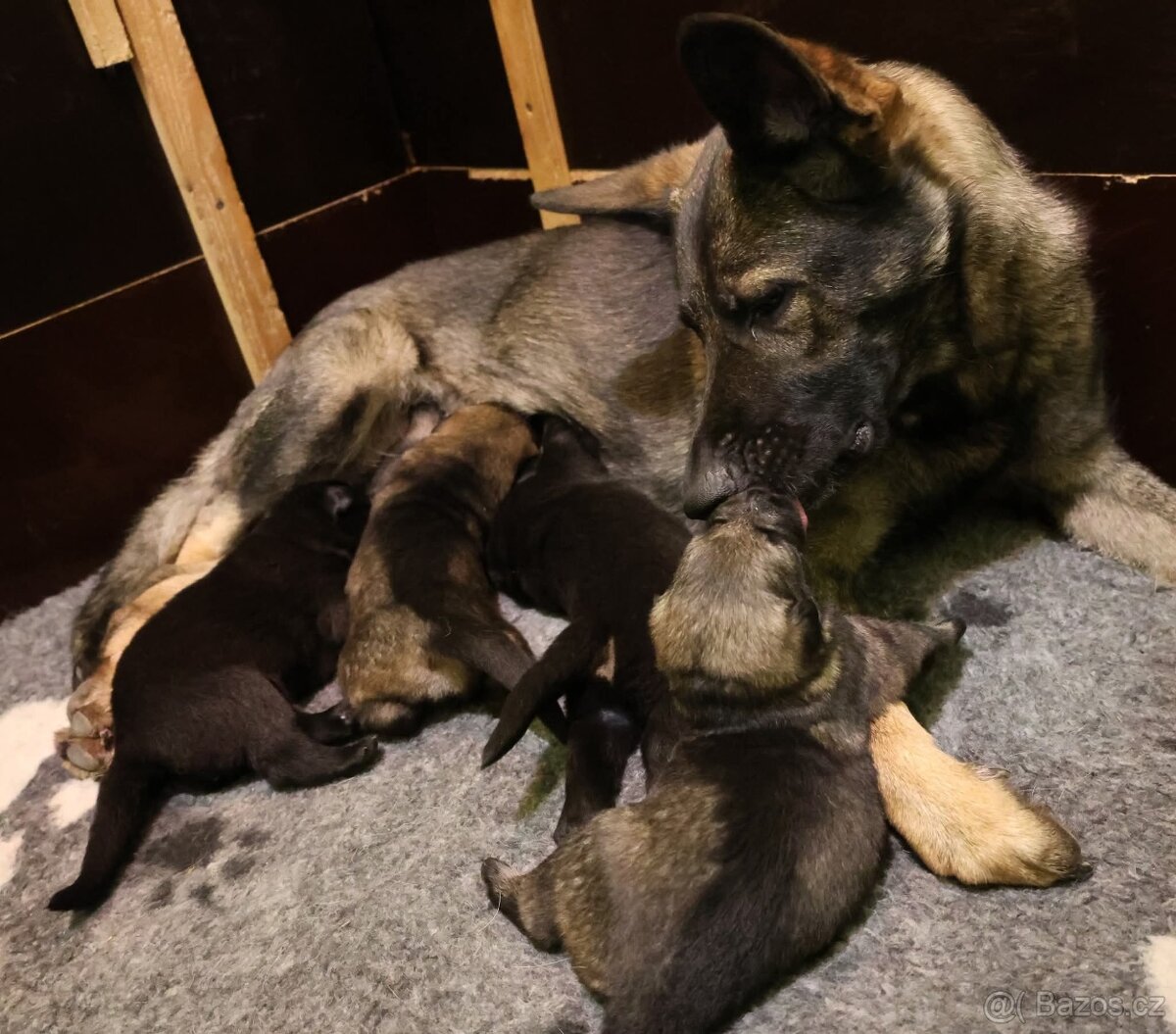 Německý ovčák štěňata s PP - 13