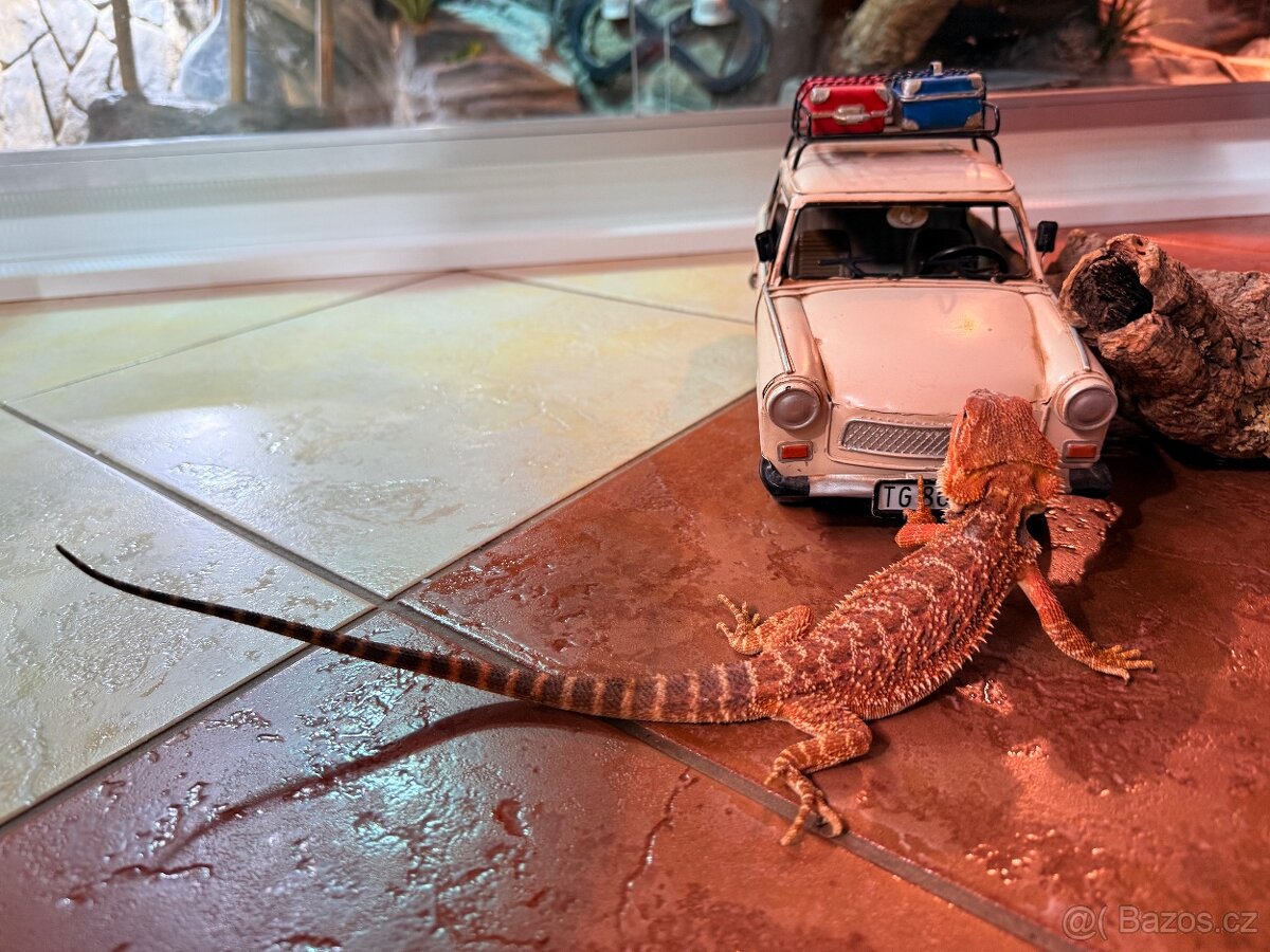 MLÁĎATA AGAMY VOUSATÉ K PRODEJI - 13