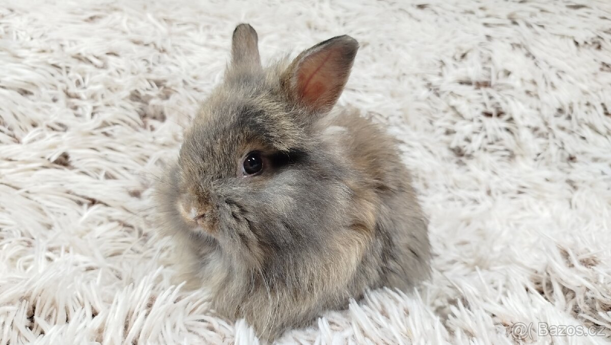 Zakrslý králík, králíček - HARRY - 13
