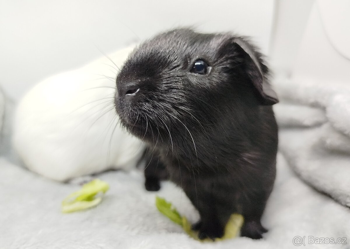 Morče, Morčata, Morčátko, Morčátka - JIN A JANG - 13