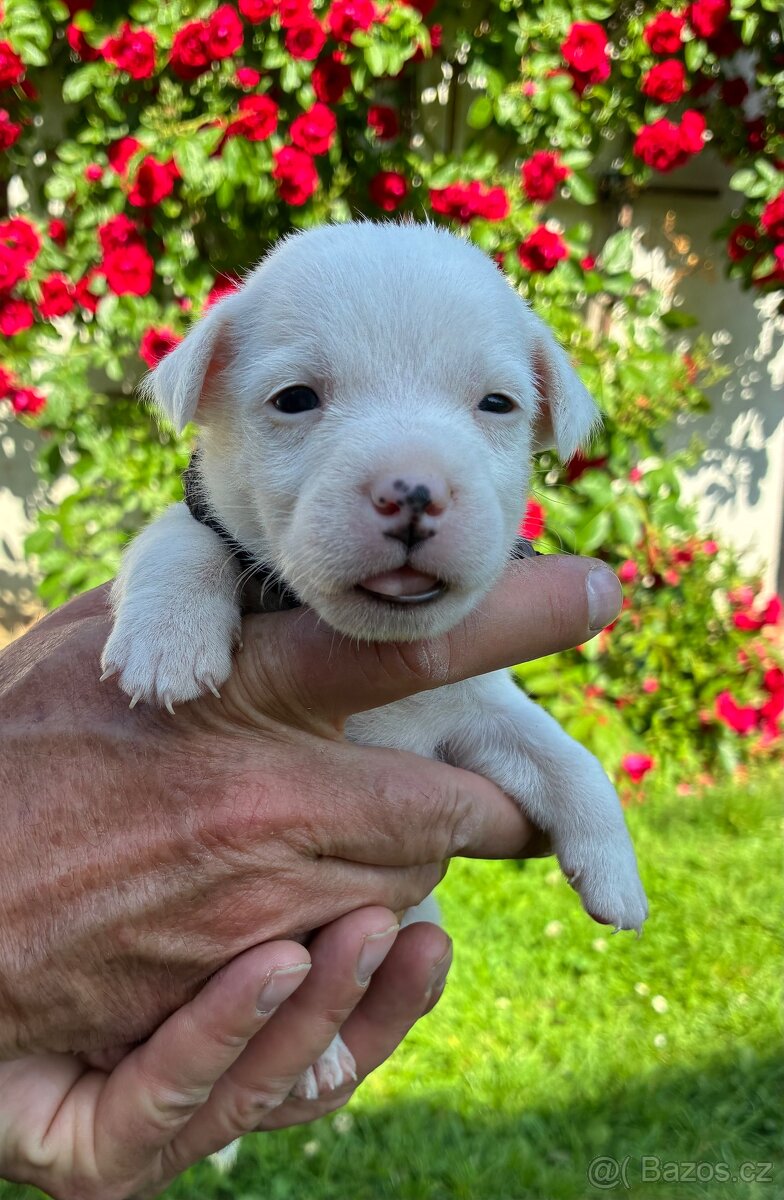 Jack Russell teriér štěně - 13