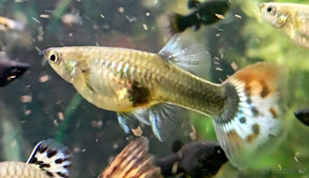 Paví očka Guppky Prachaticko - 13