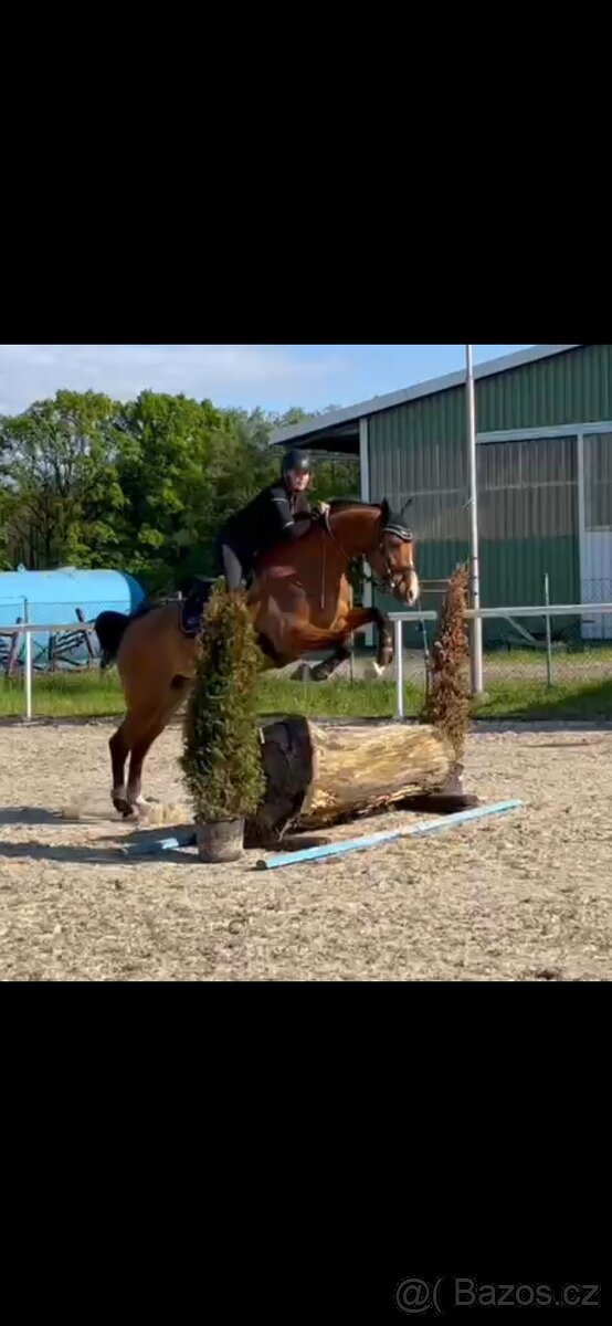 Letošní hřebeček - 13