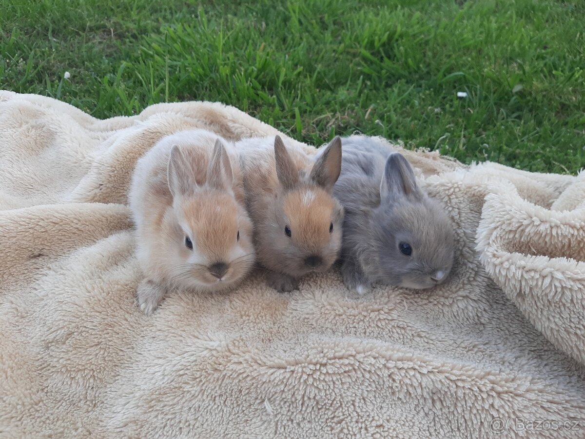 Kraličci zakrslí - 13