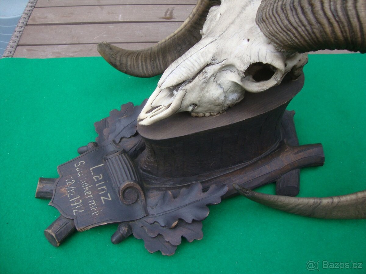 Starožitná Mufloní trofej Muflon 1912 medailové rozměry top - 13