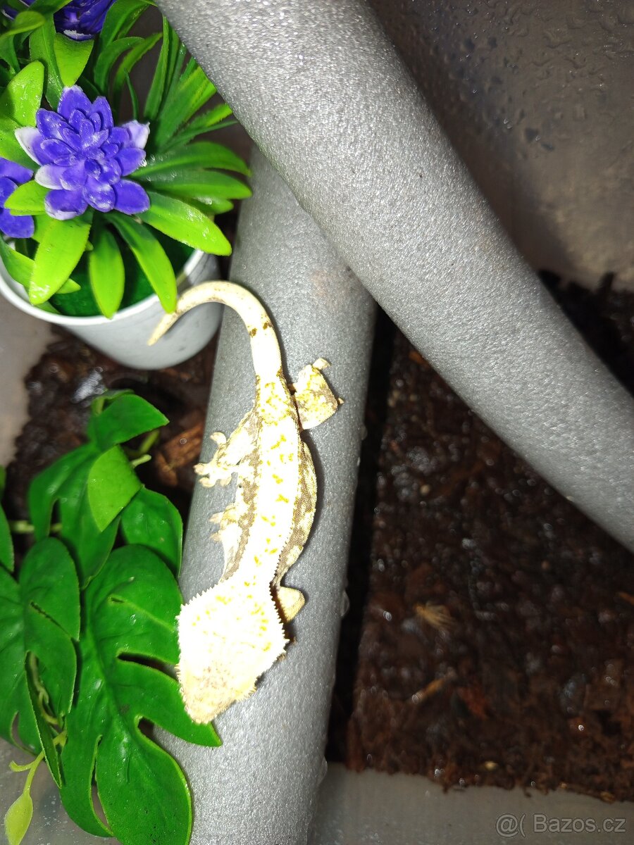 Pagekon řasnatý - 13
