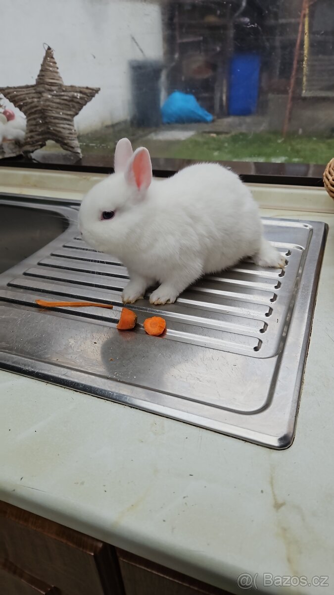Zakrslý králík - 13