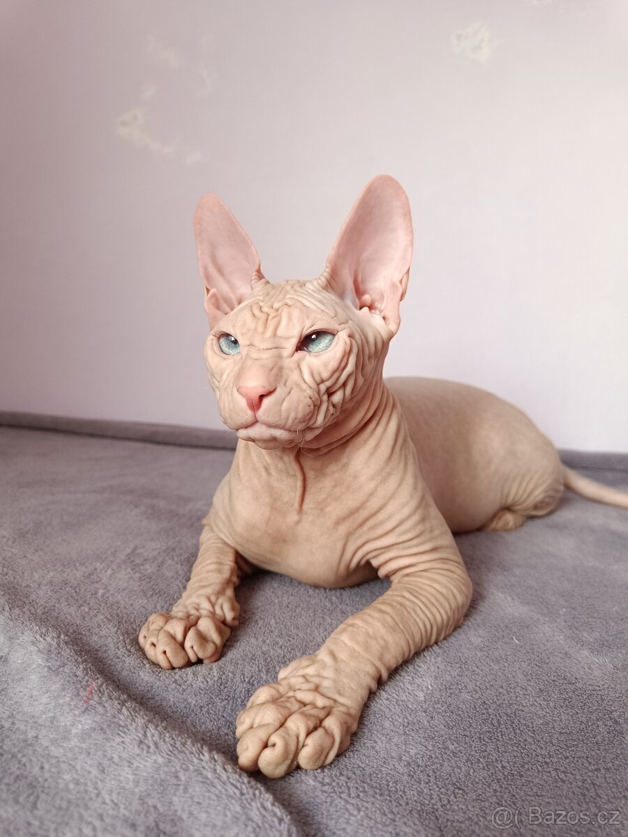 Don Sphynx - 13