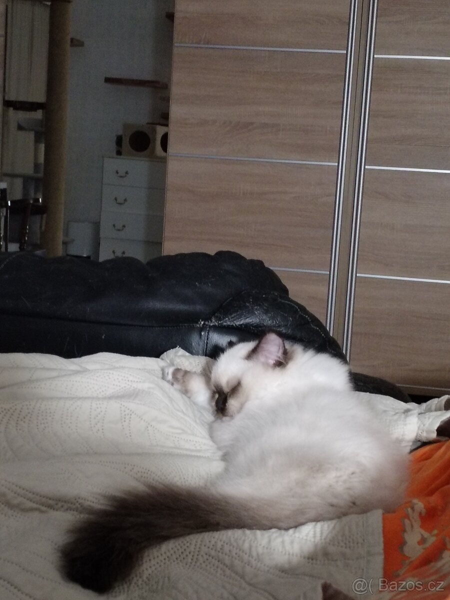 Ragdoll kotě s PP - 13