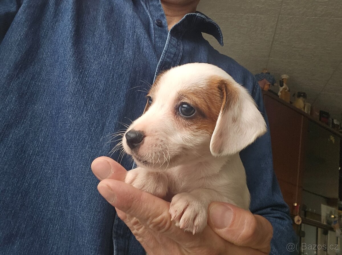 Jack Russel teriér - 13