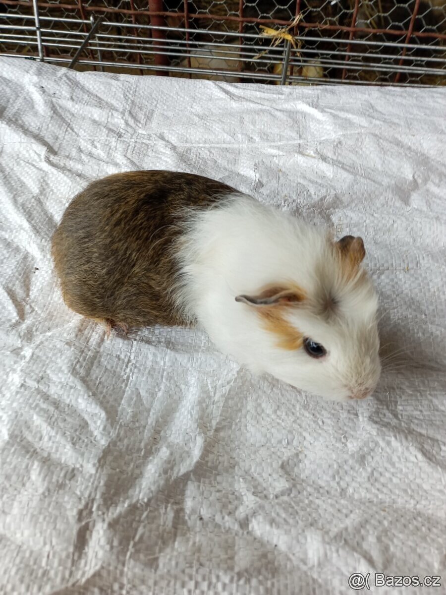 Morčata - samečci - 13