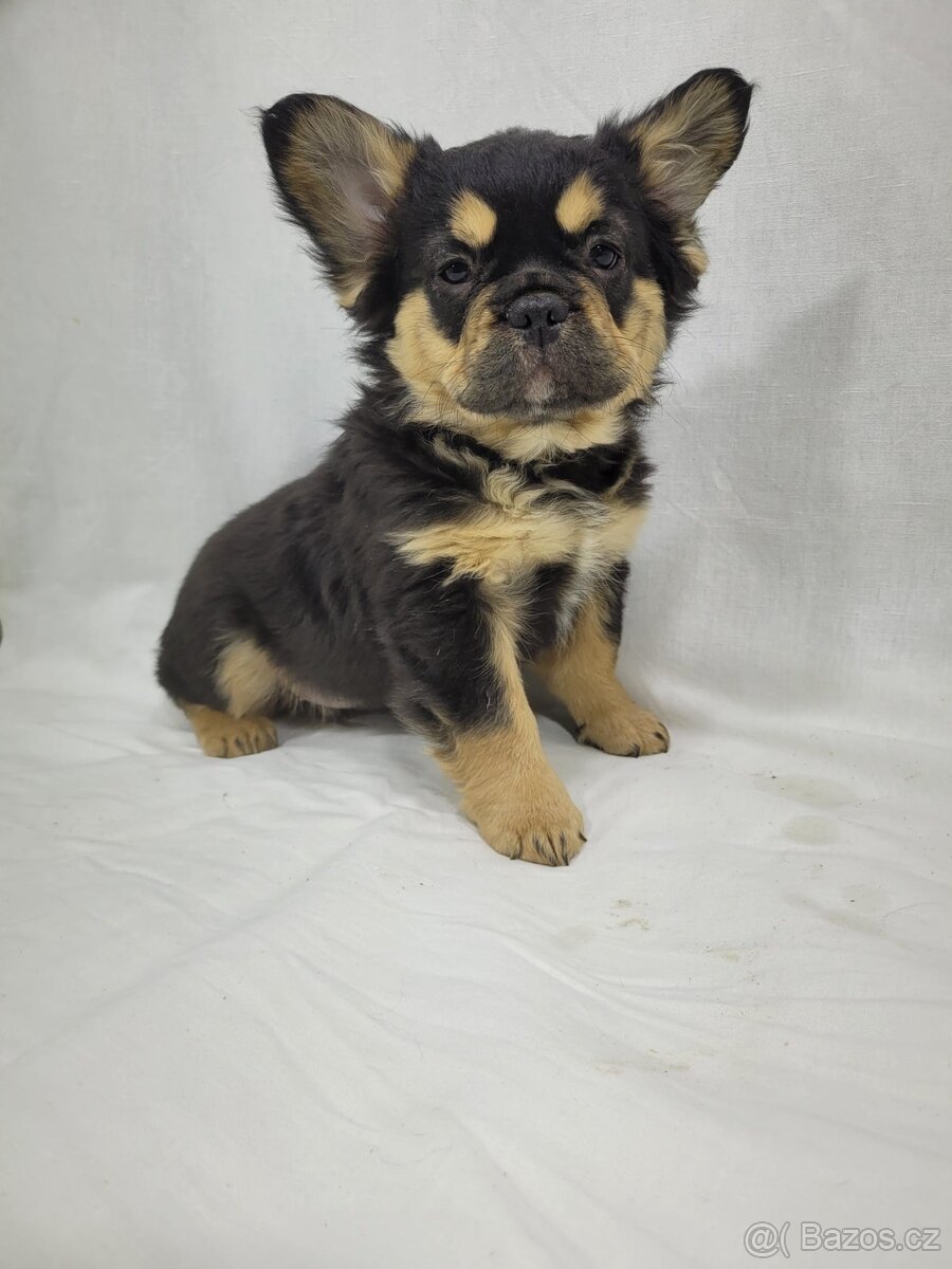 Francouzský buldoček - 13