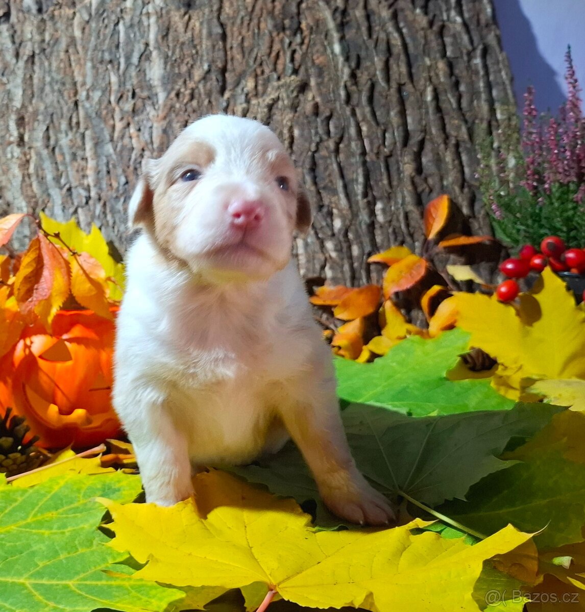 Australský ovčák s PP - 13