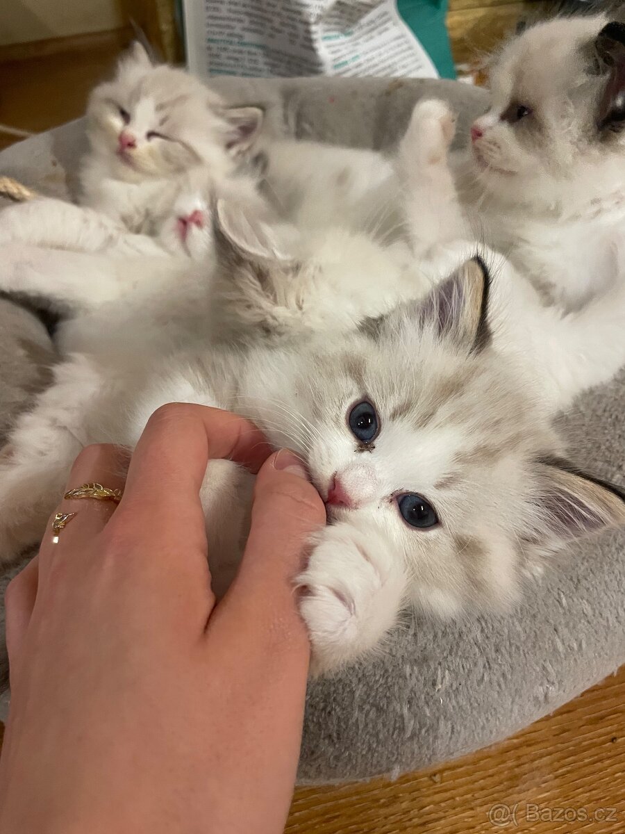 Ragdoll koťata s PP - 13