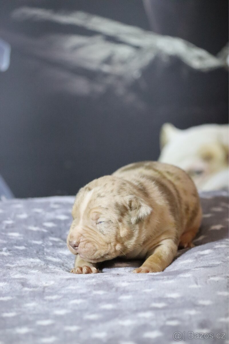 🔥American Bully xl🔥 - 13