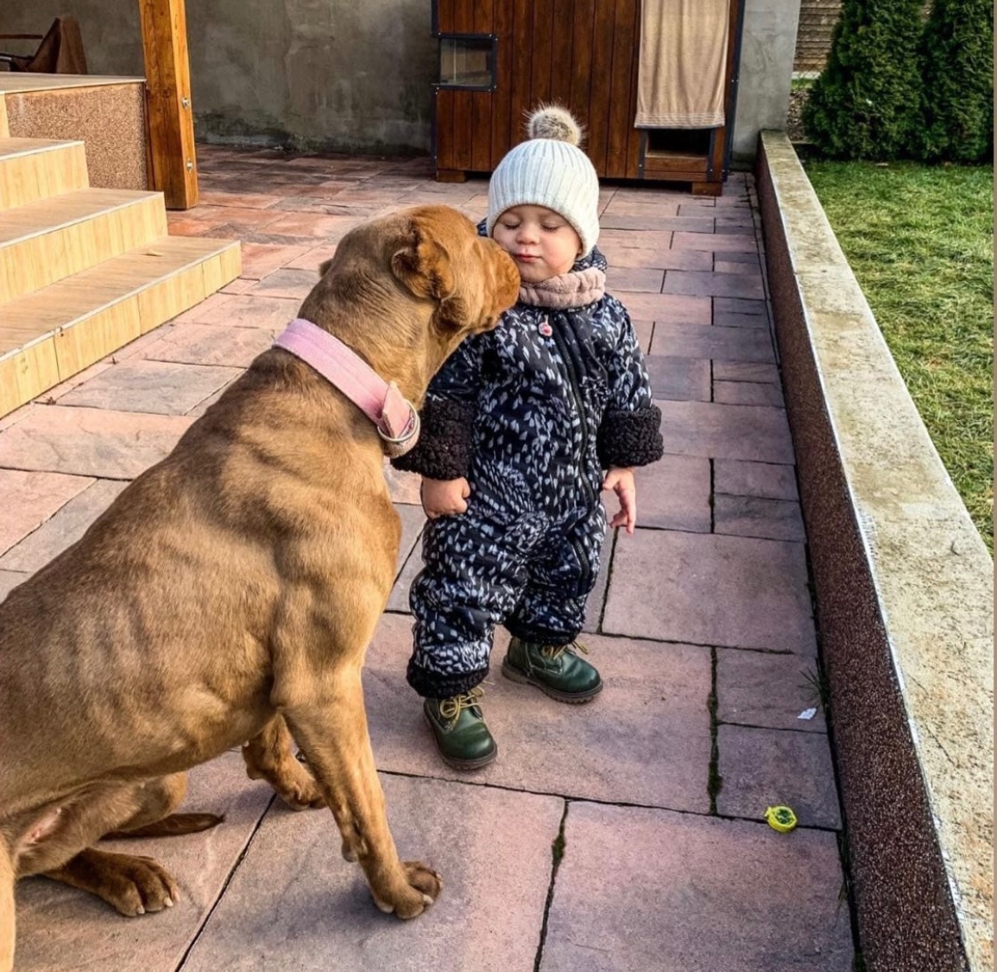 Bandog, Mastiff, Molos - 13