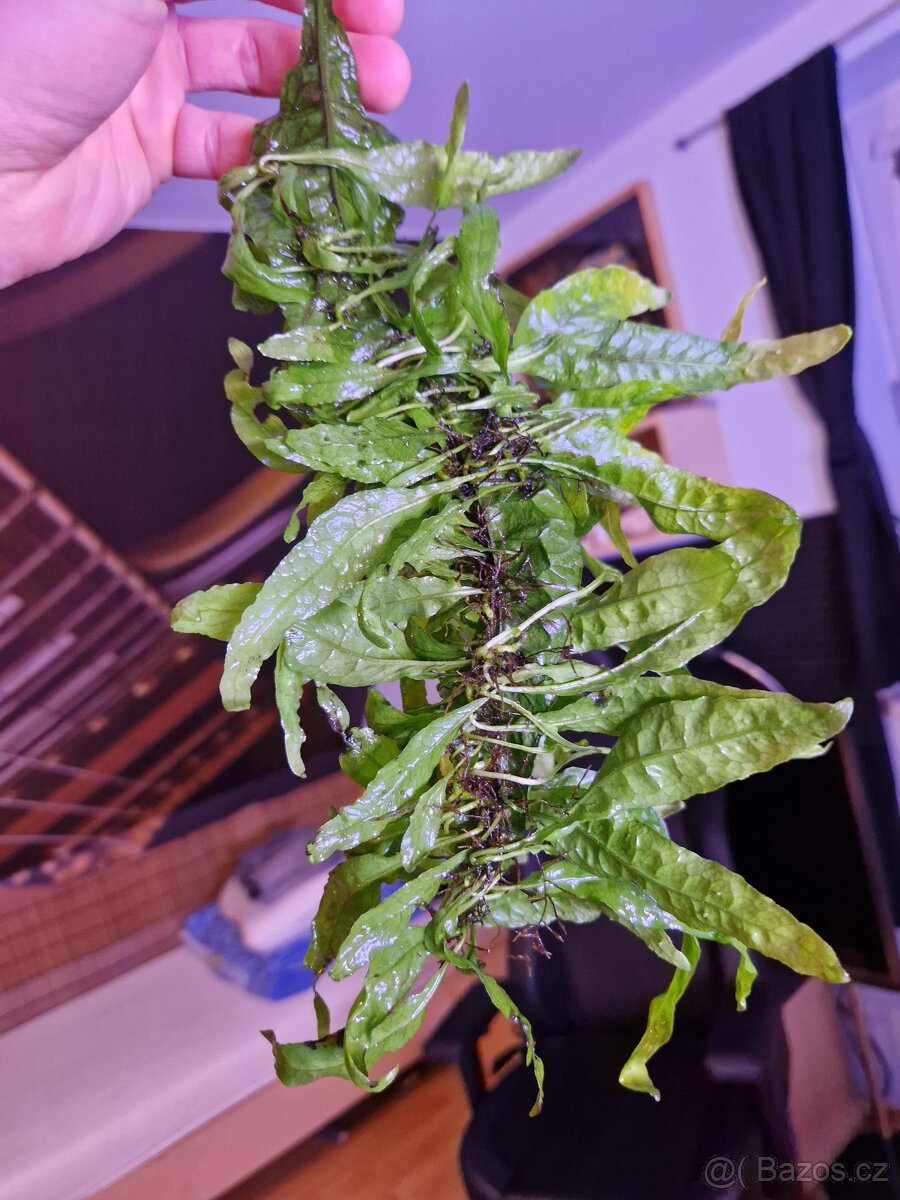 Čerstvé akvarijní rostliny - 13